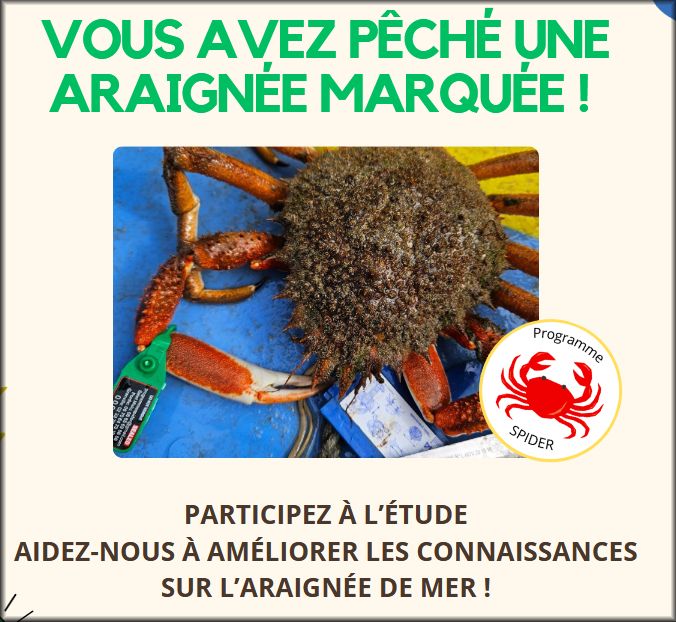 Araignée 1