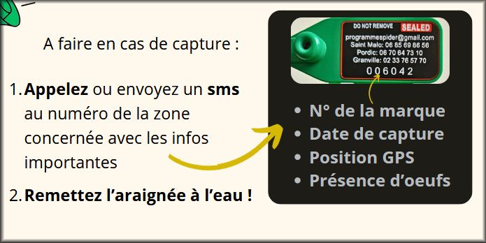 Araignée 1